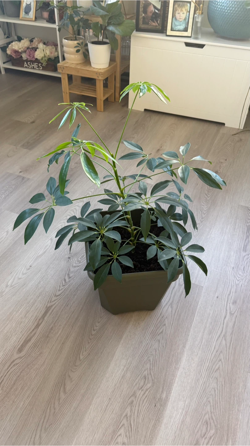 Healthy Schefflera Umbrella Tree plant 🪴