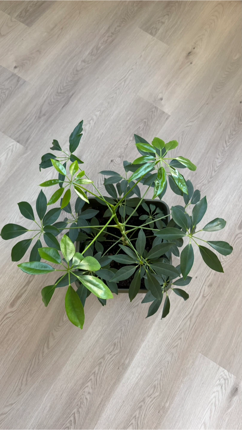 Healthy Schefflera Umbrella Tree plant 🪴 - photo 2