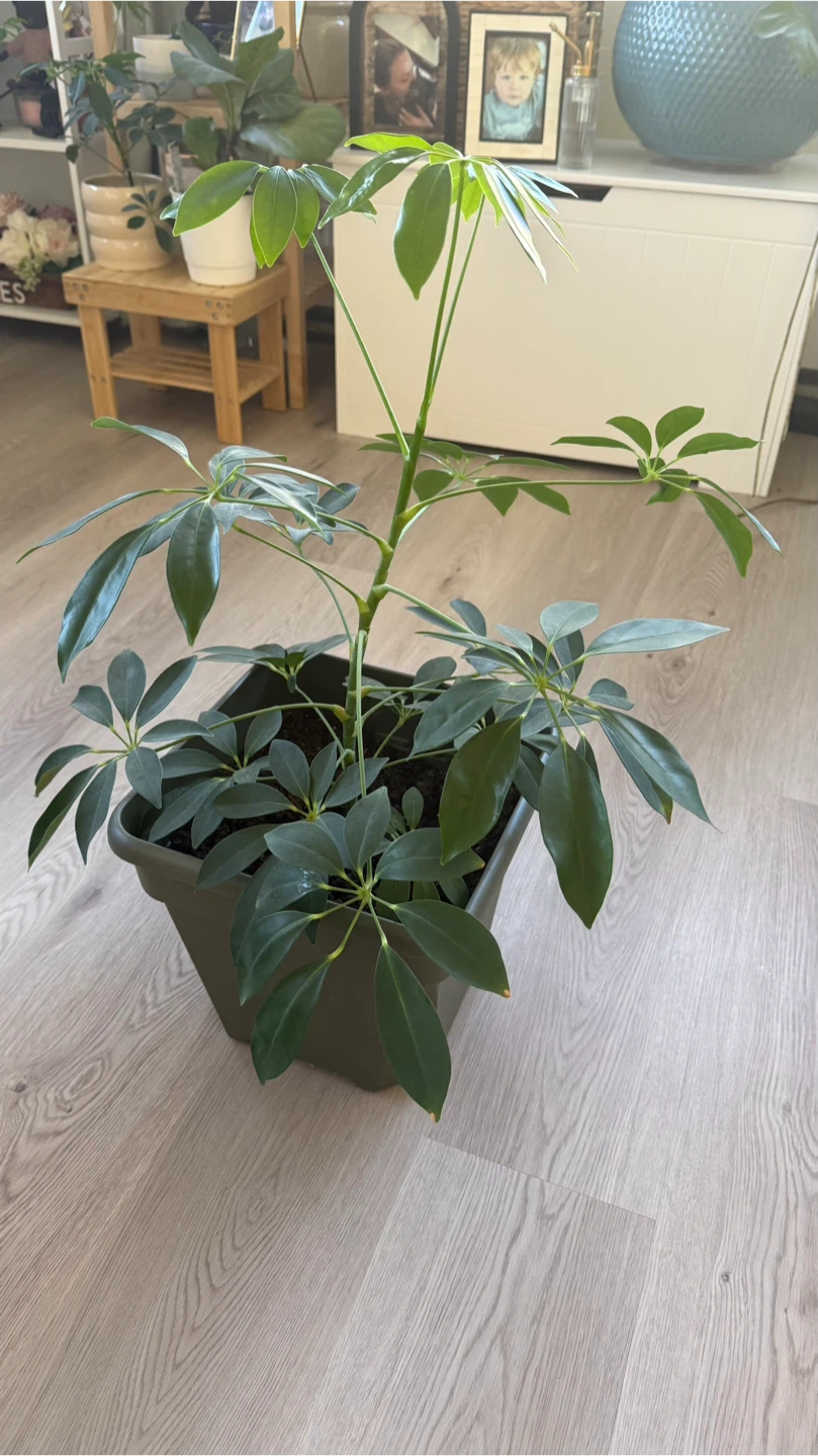 Healthy Schefflera Umbrella Tree plant 🪴 - photo 3