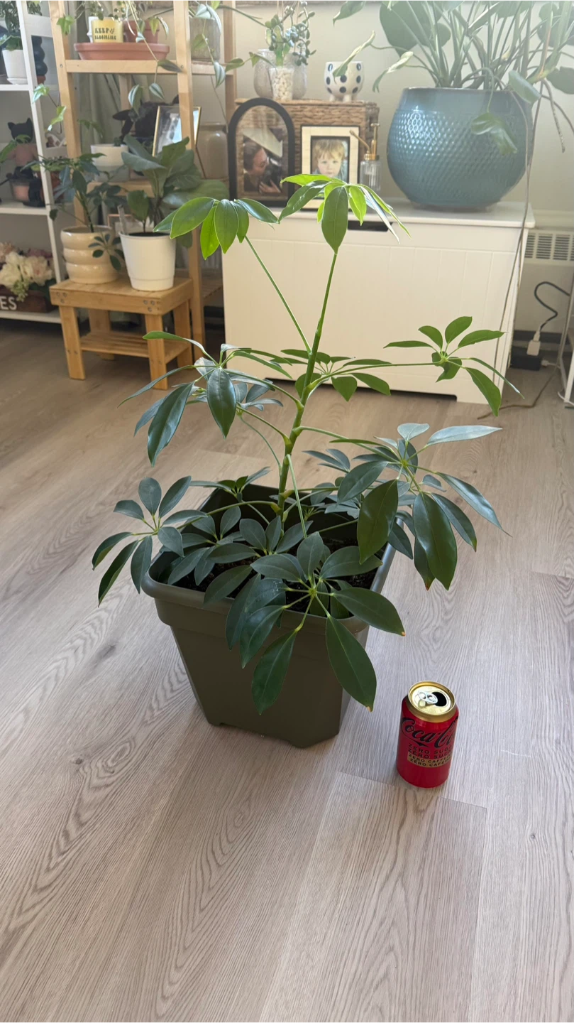 Healthy Schefflera Umbrella Tree plant 🪴 - photo 4