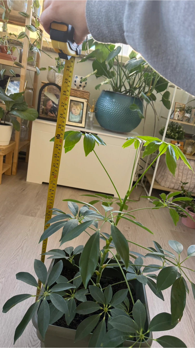 Healthy Schefflera Umbrella Tree plant 🪴 - photo 5