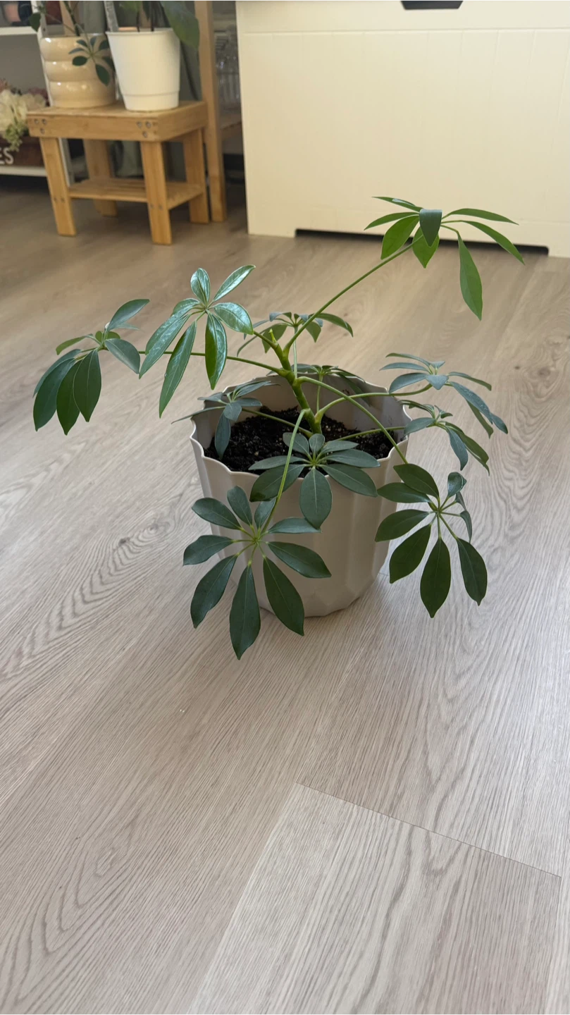 Healthy Schefflera umbrella tree 🪴