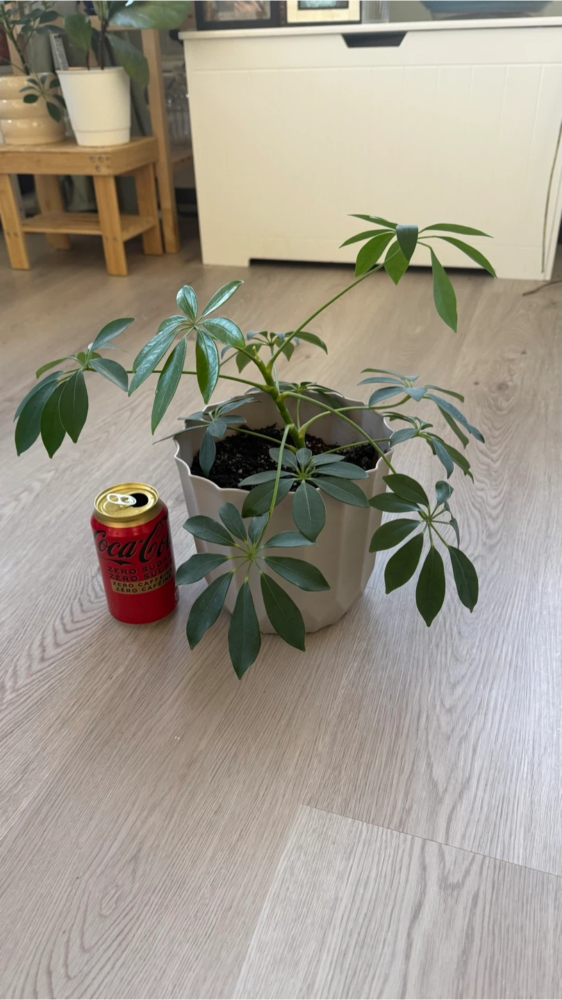 Healthy Schefflera umbrella tree 🪴 - photo 2