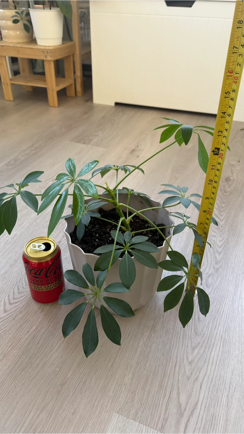 Healthy Schefflera umbrella tree 🪴 - photo 3