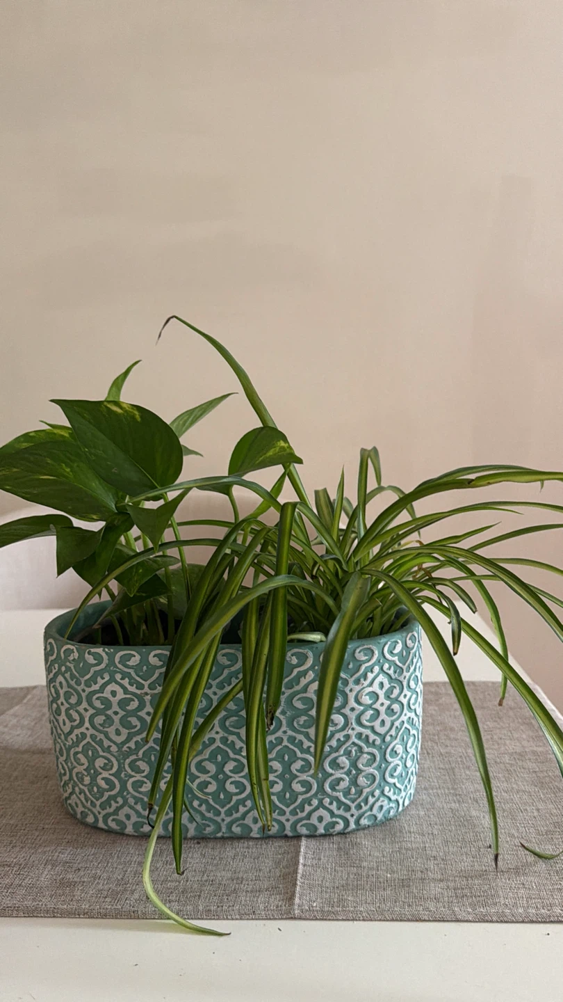 Pothos and Spider Plant in Decorative Planter