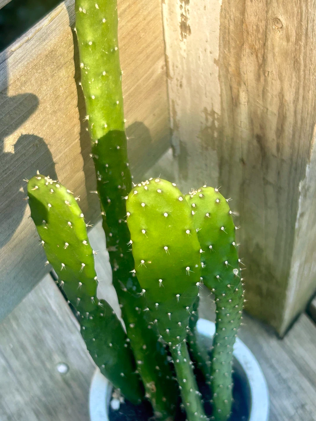 Jamaican Tuna Cactus (Prickly Pear)
