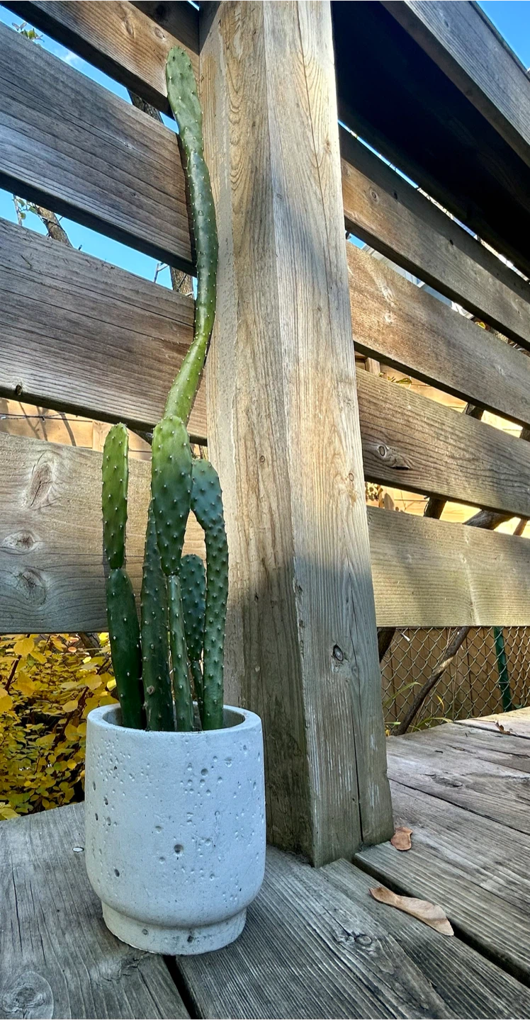 Jamaican Tuna Cactus (Prickly Pear) - photo 2