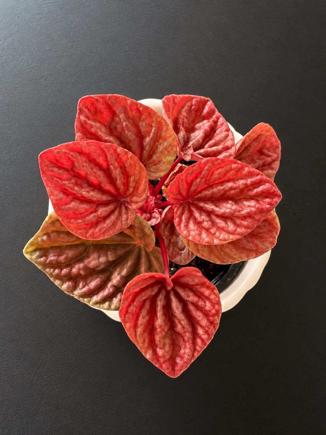 Peperomia Red Ripple