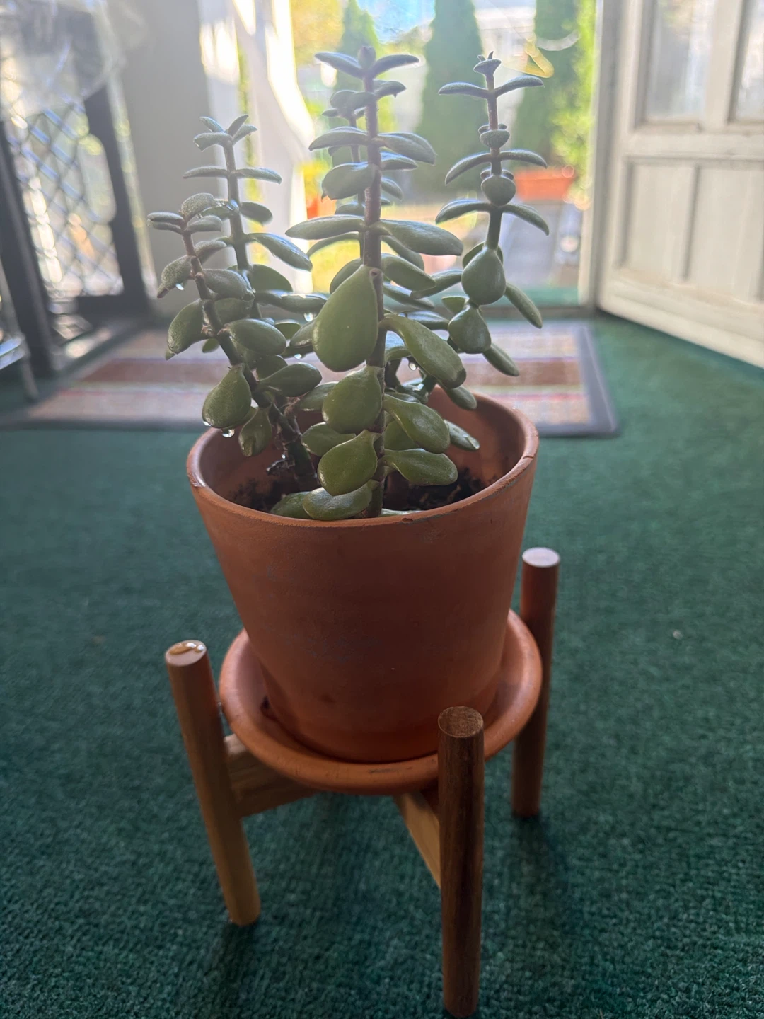 13” tall Jade Plant in Terra Cotta Pot with Stand
