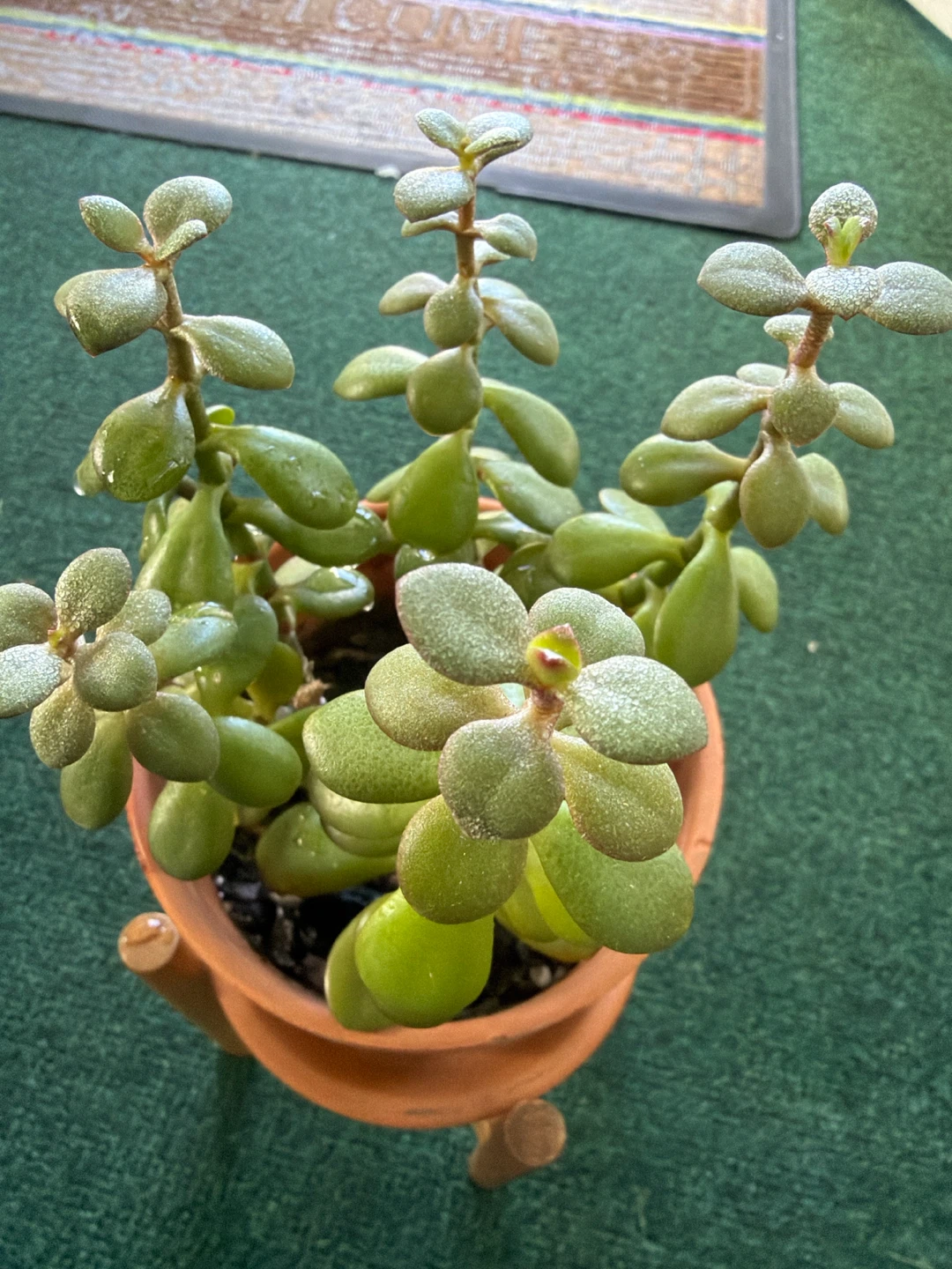 13” tall Jade Plant in Terra Cotta Pot with Stand - photo 2