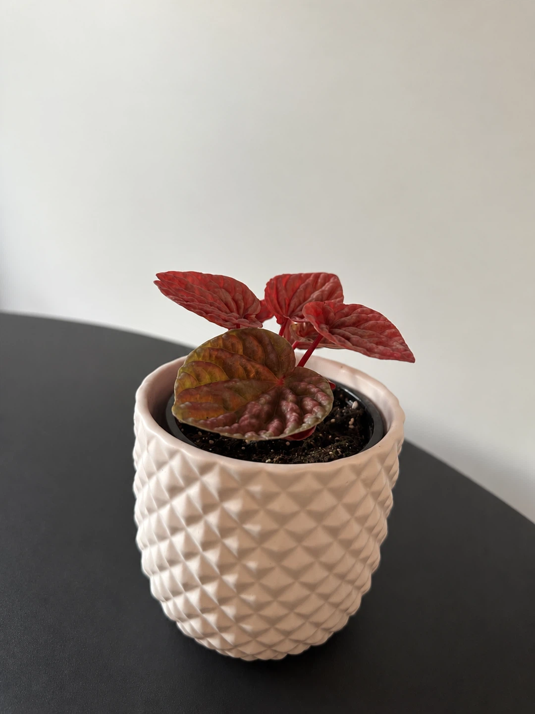 Peperomia Red Ripple - photo 2