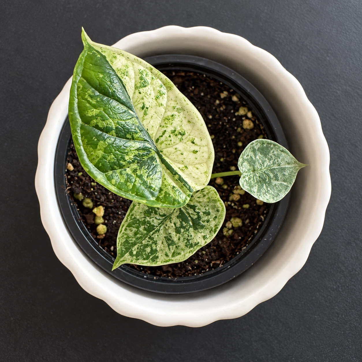 Variegated Alocasia Dragon Scale (Mint Variegata)