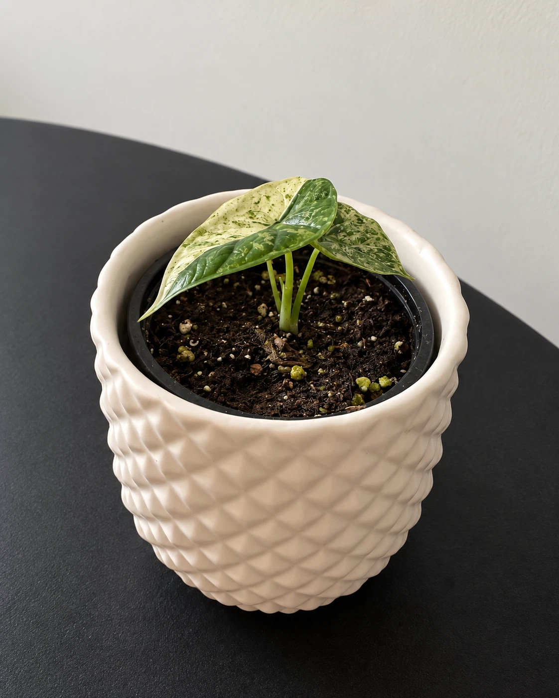 Variegated Alocasia Dragon Scale (Mint Variegata) - photo 2