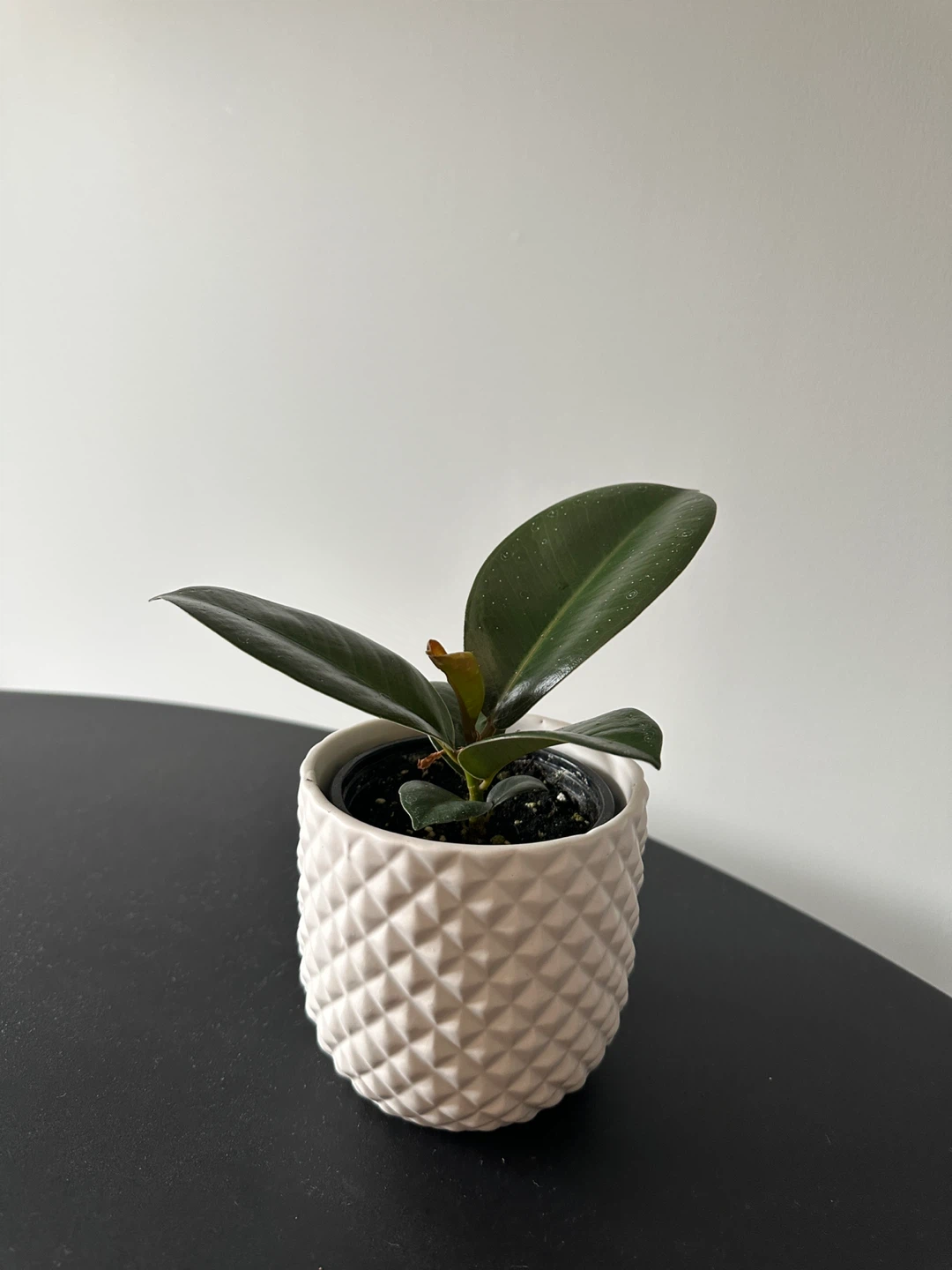 Rubber Plant