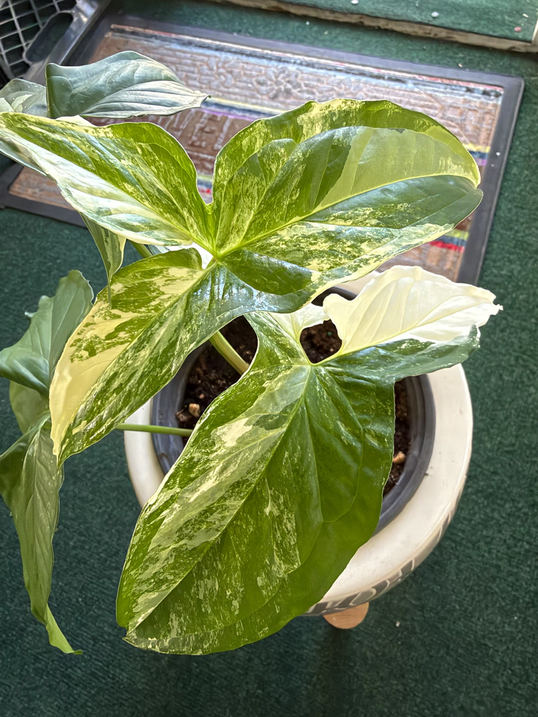 Variegated Syngonium Plant in Patterned Ceramic Pot
