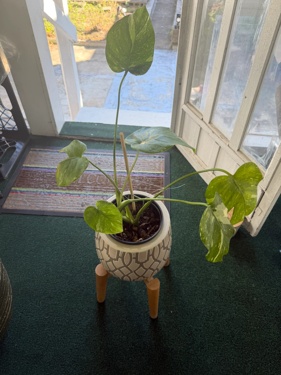 Variegated Syngonium Plant in Patterned Ceramic Pot - photo 2