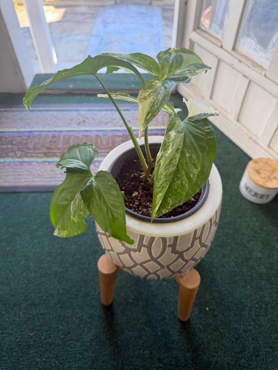 Variegated Syngonium Plant in Patterned Ceramic Pot - photo 3