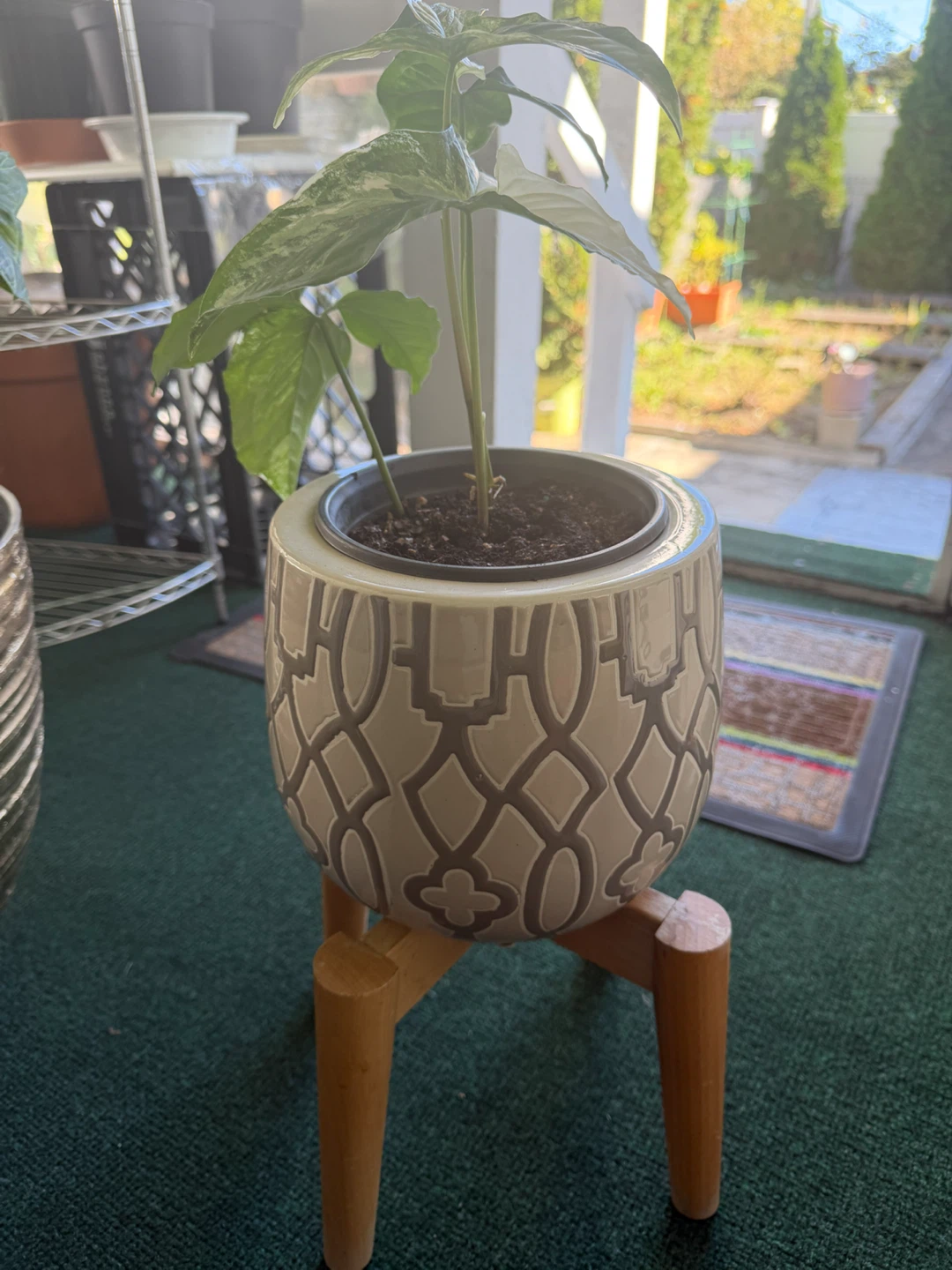 Variegated Syngonium Plant in Patterned Ceramic Pot - photo 4