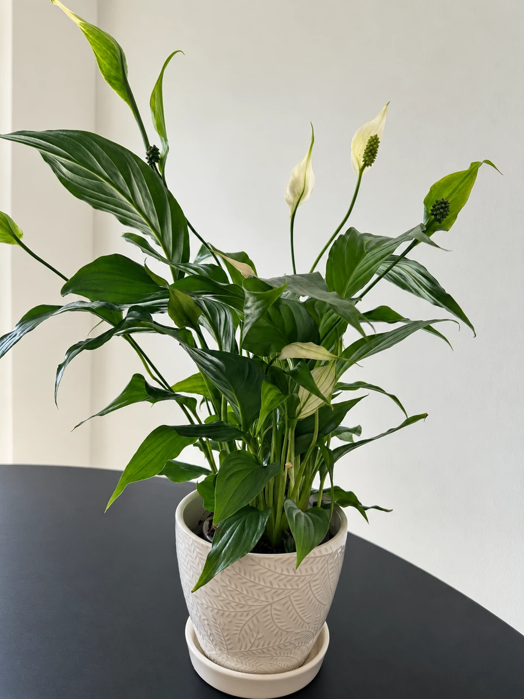 Peace Lily in 4” nursery pot