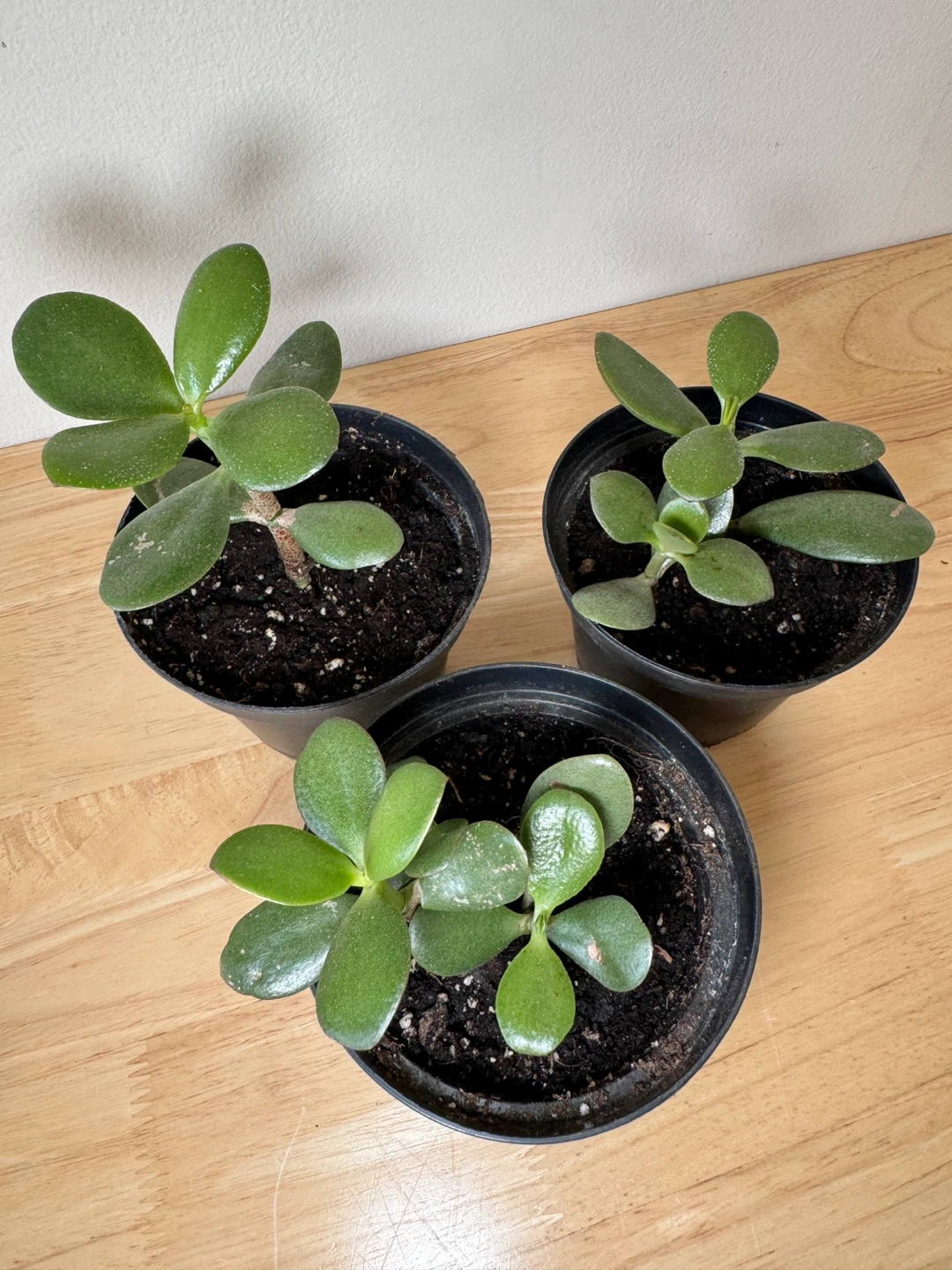 $3 each or $7 for all - Jade Plant FULL SUN Required