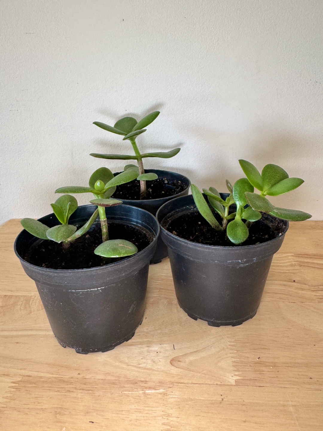 $3 each or $7 for all - Jade Plant FULL SUN Required - photo 2