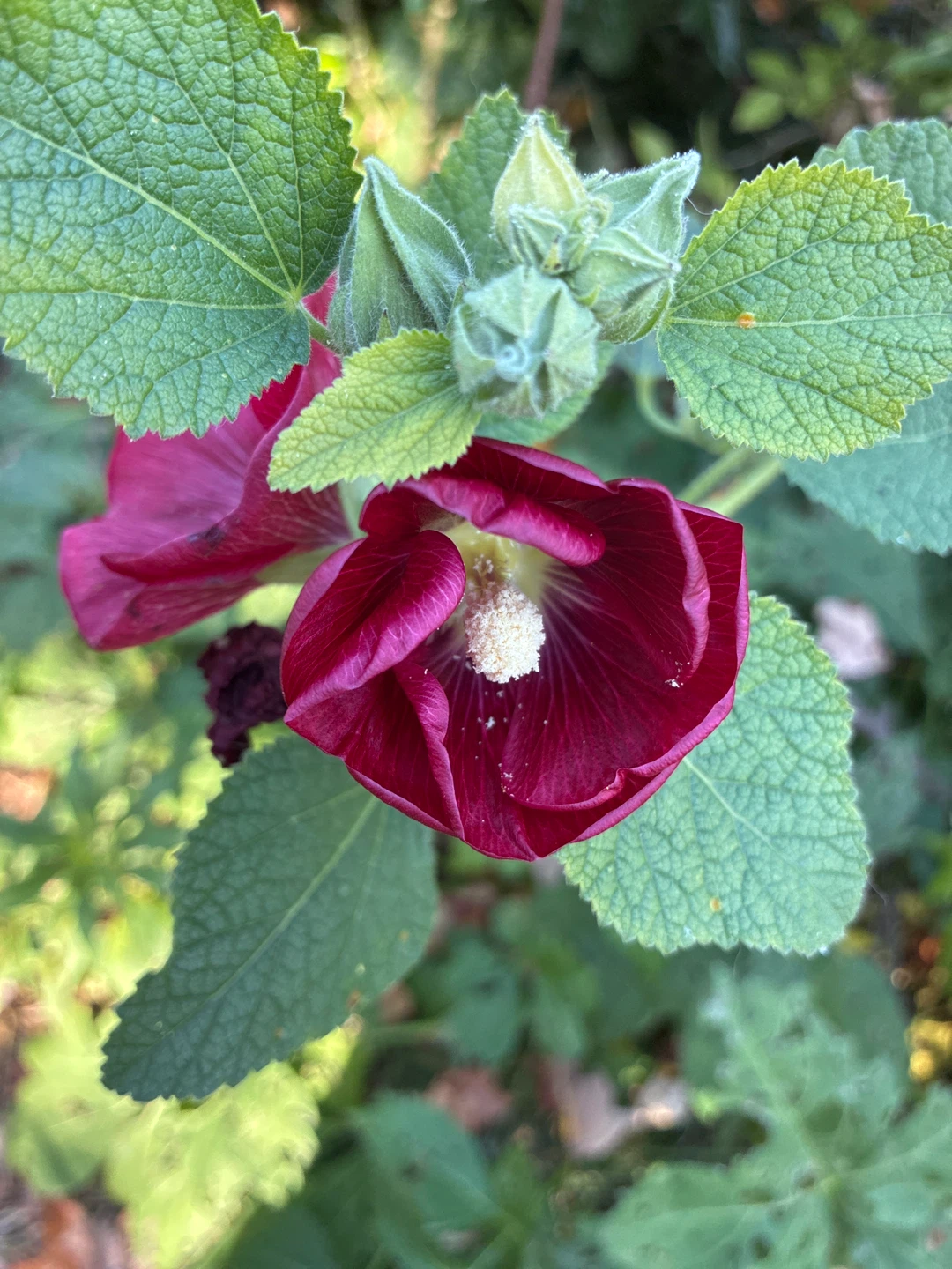 Hollyhock seeds