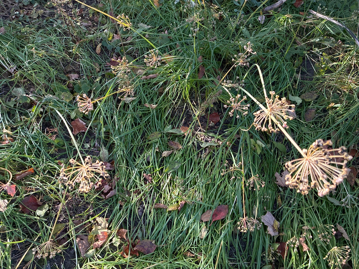 Garlic Chives seeds
