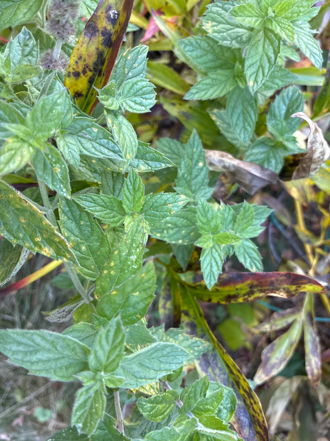Fresh Garden Pepper Mint Plant root