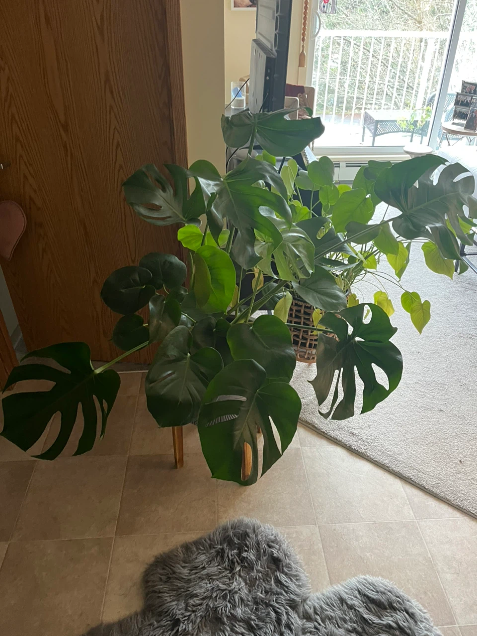 Beautiful Montera plant