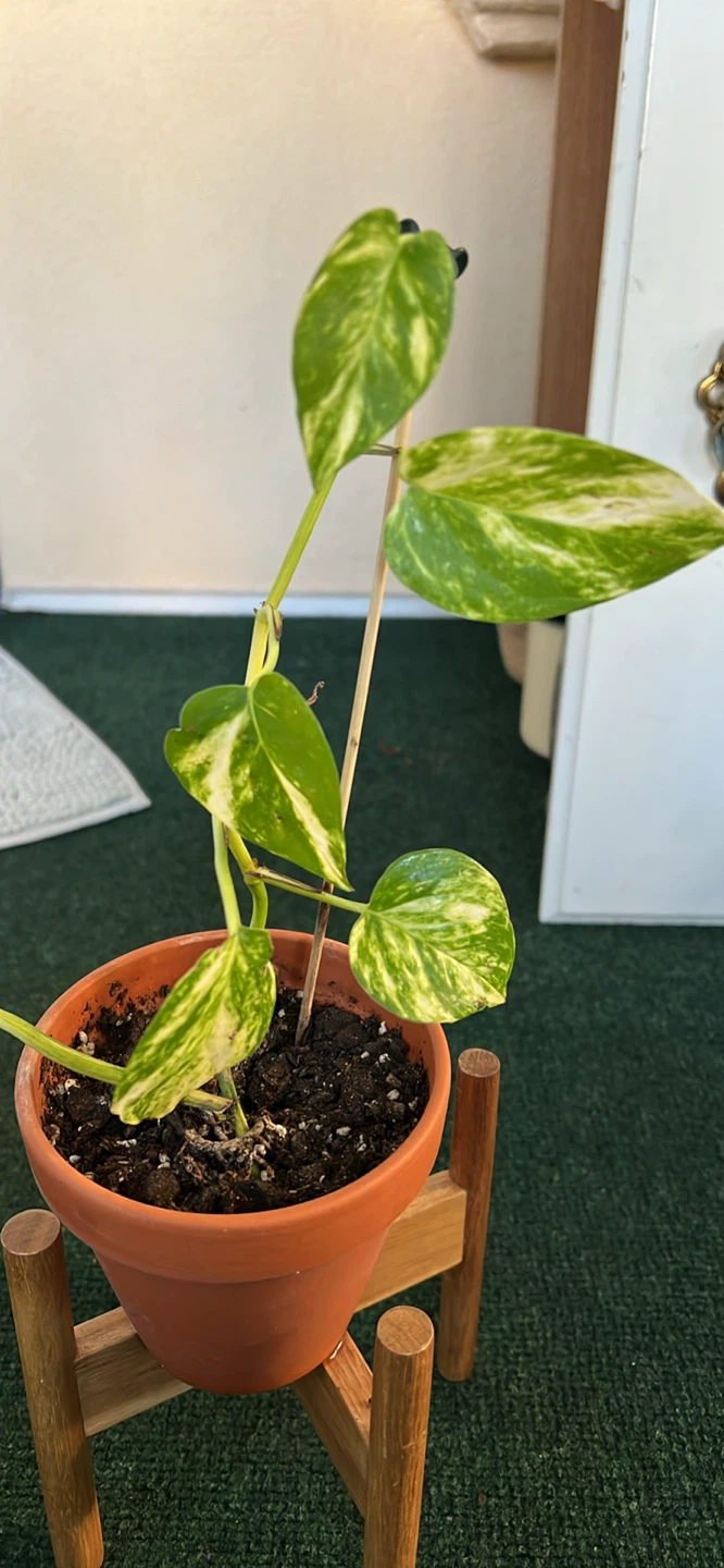 Variegated Pothos Houseplant - photo 2