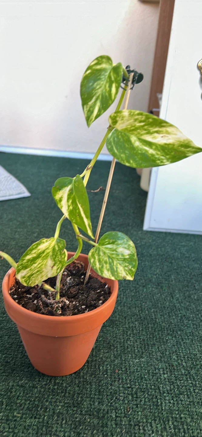 Variegated Pothos Houseplant