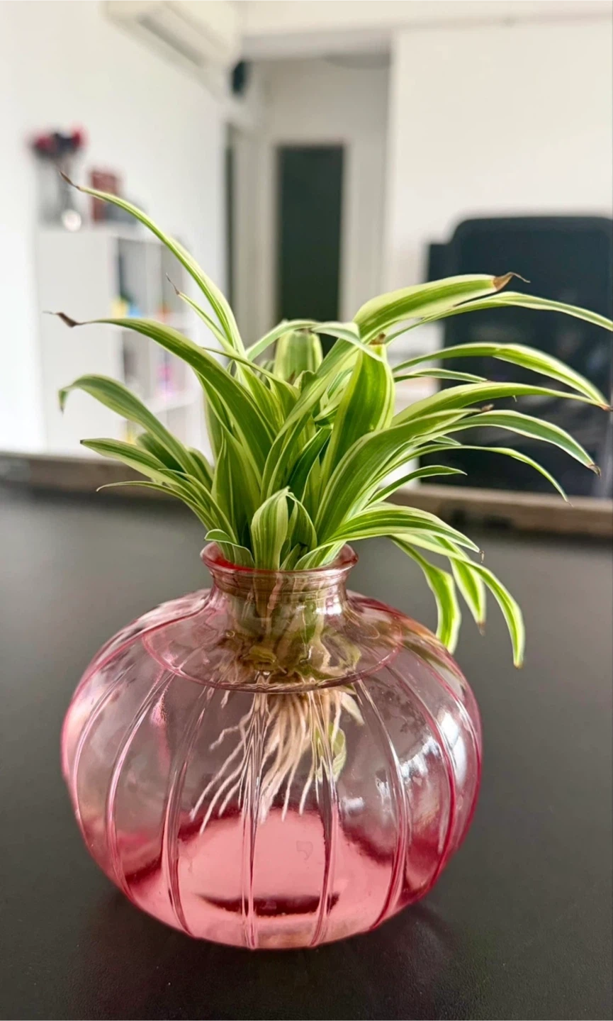 Spider Plant Baby