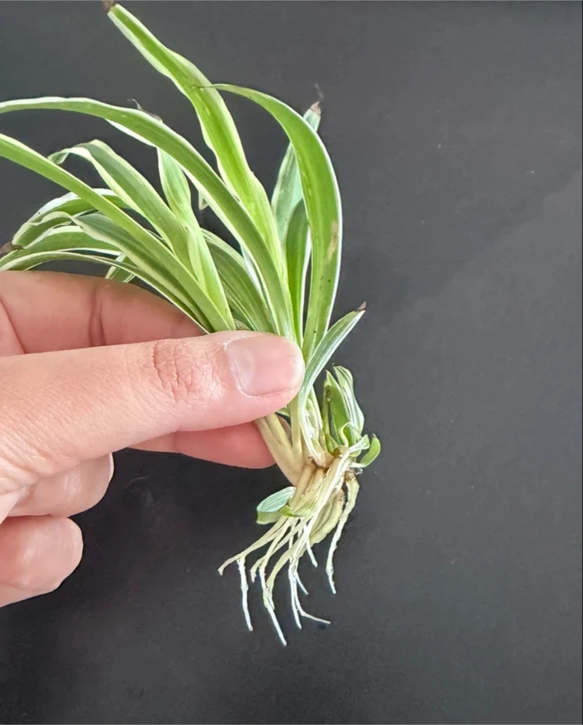 Spider Plant Baby - photo 2