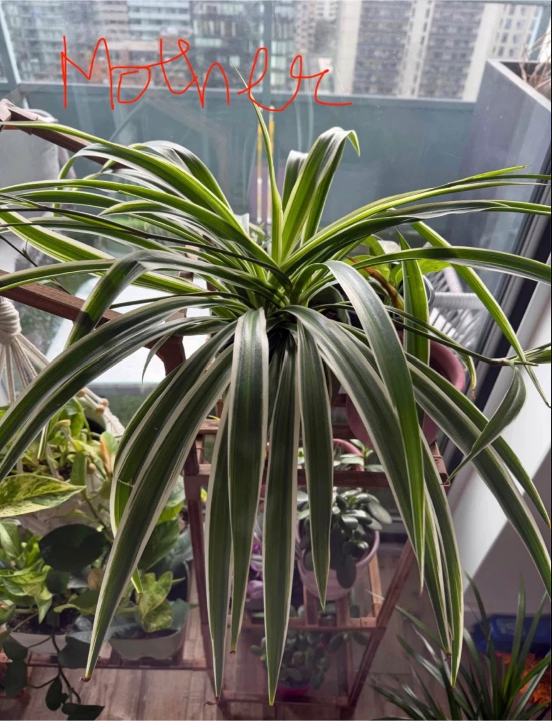 Spider Plant Baby - photo 3
