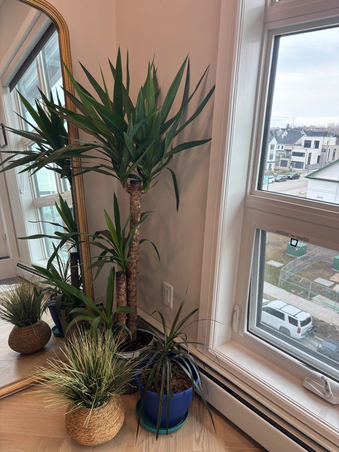 Large Yucca Cane Houseplant and other plants.