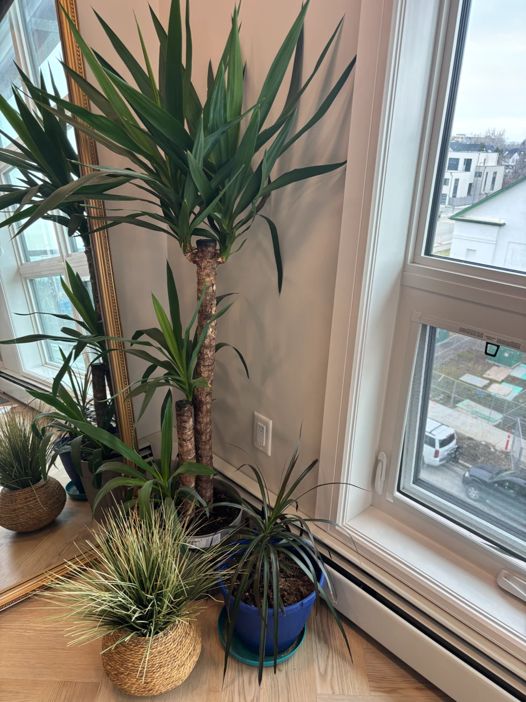Large Yucca Cane Houseplant and other plants. - photo 2
