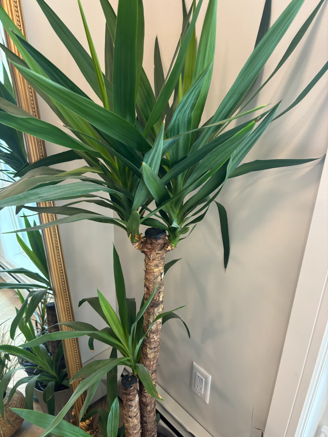 Large Yucca Cane Houseplant and other plants. - photo 3
