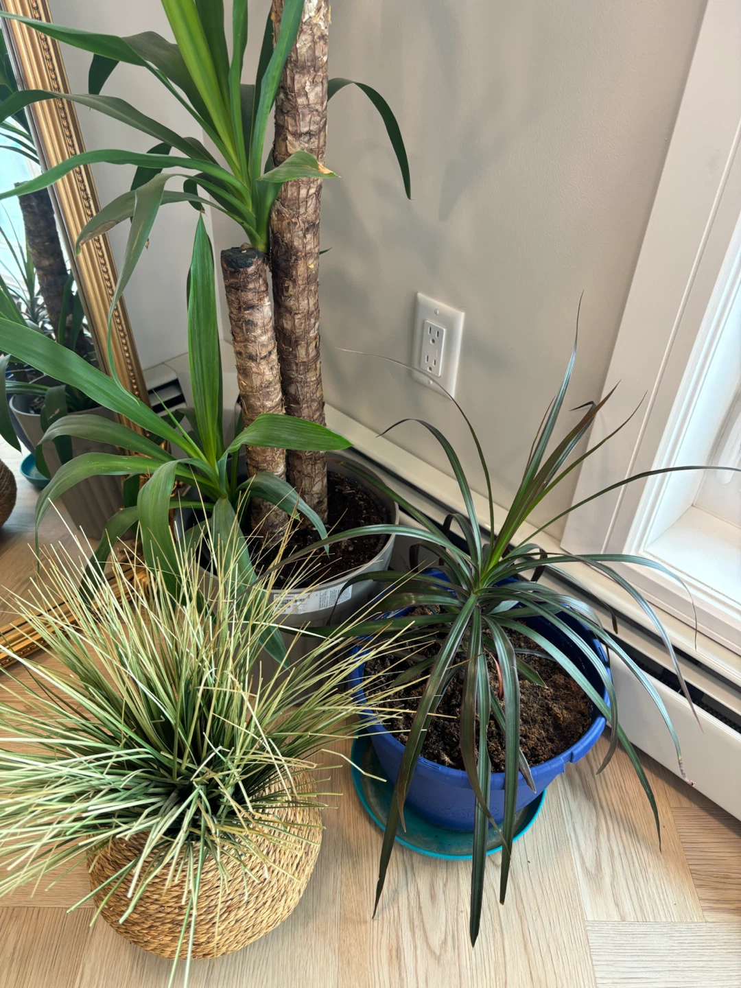 Large Yucca Cane Houseplant and other plants. - photo 4