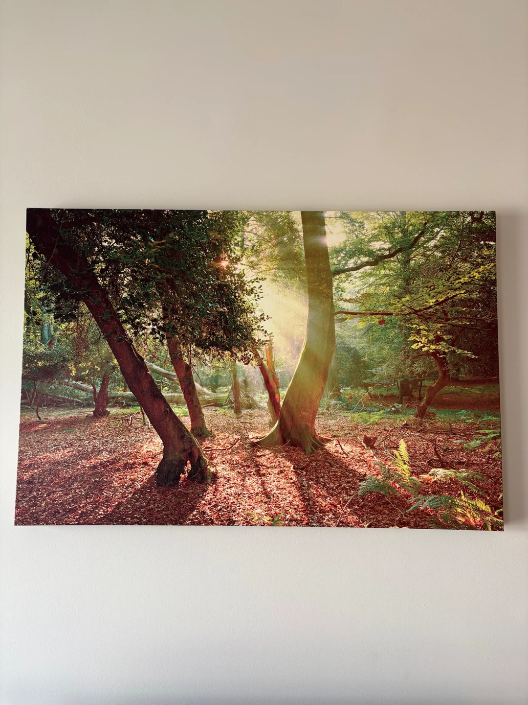 Forest Sunlight Wall Canvas