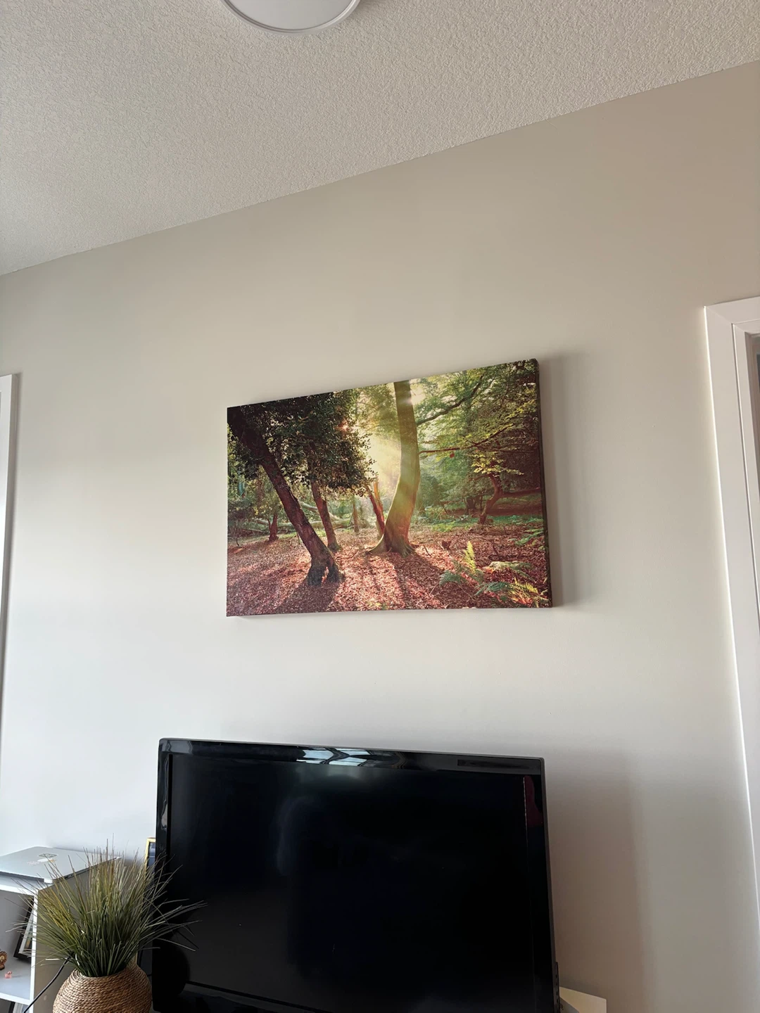 Forest Sunlight Wall Canvas - photo 2