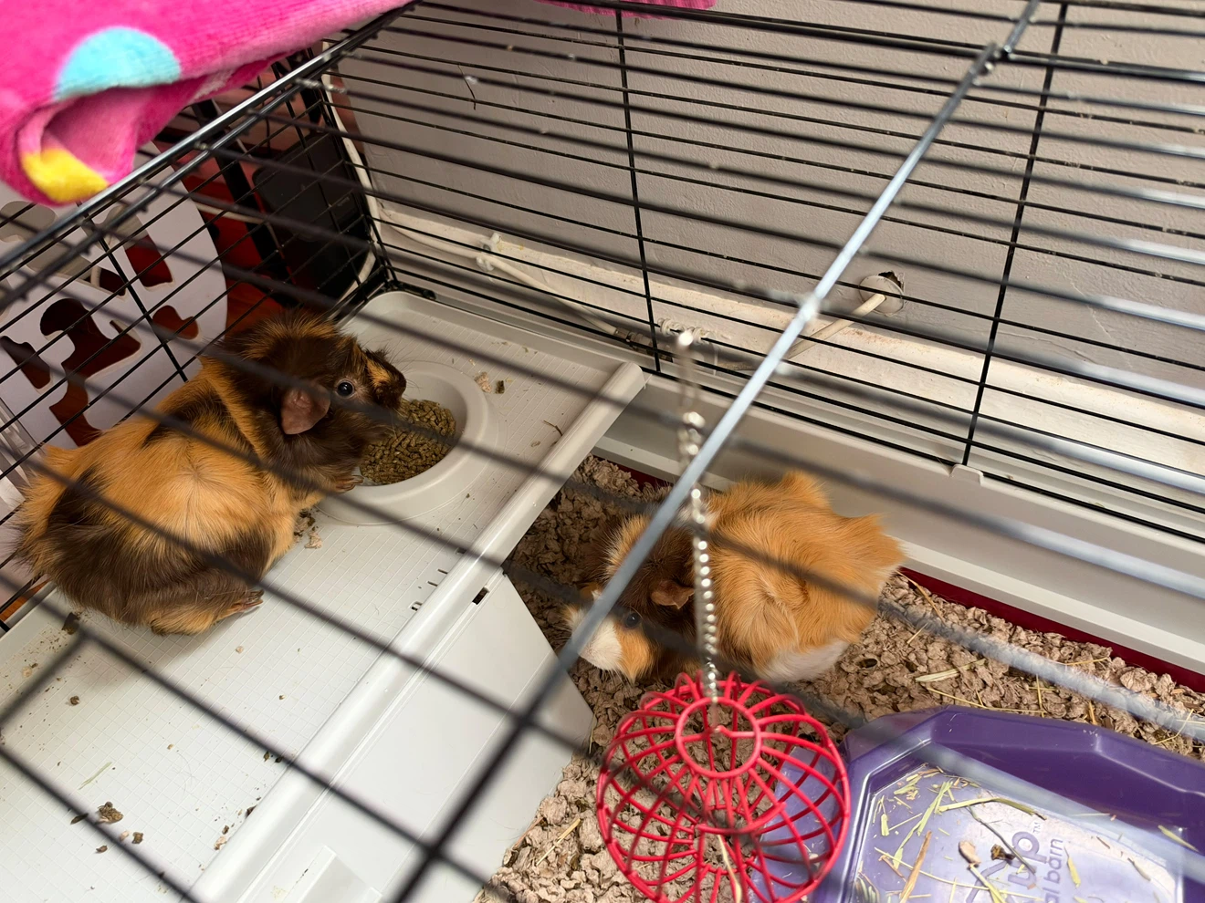 Ginea Pig and Small animal cage with accessories