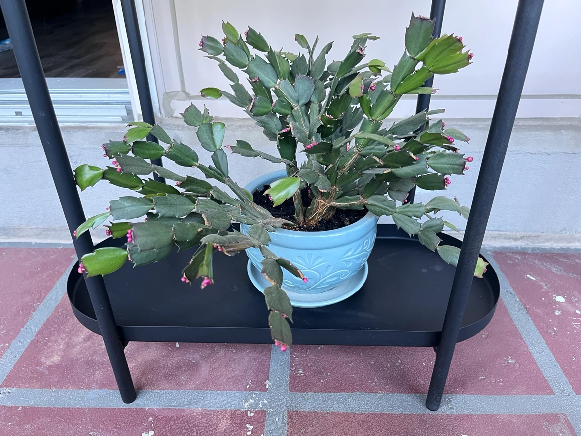 Schlumbergera Thanksgiving Cactus in Light Blue Pot