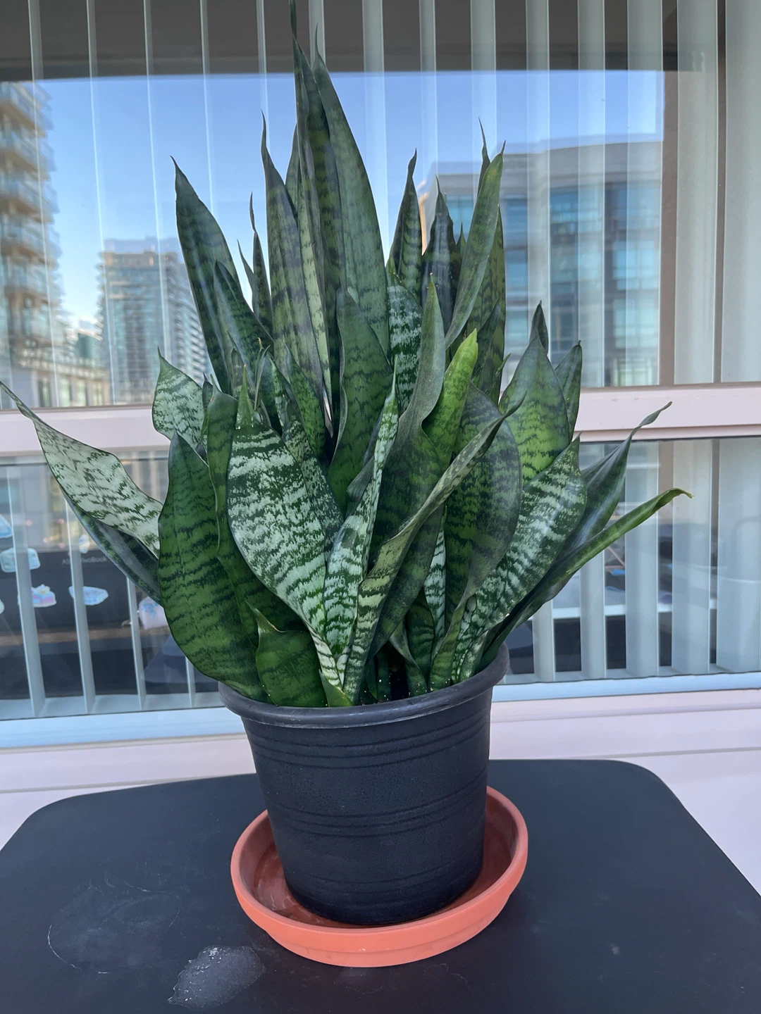 Large Snake Plant in Pot