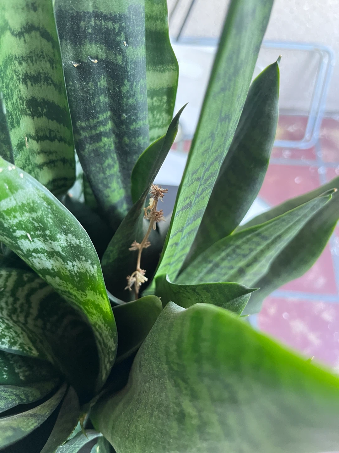 Large Snake Plant in Pot - photo 2