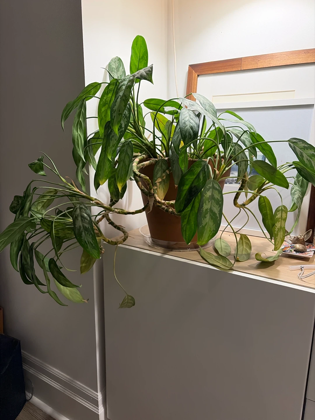 Chinese Evergreen (Aglaonema) Plant