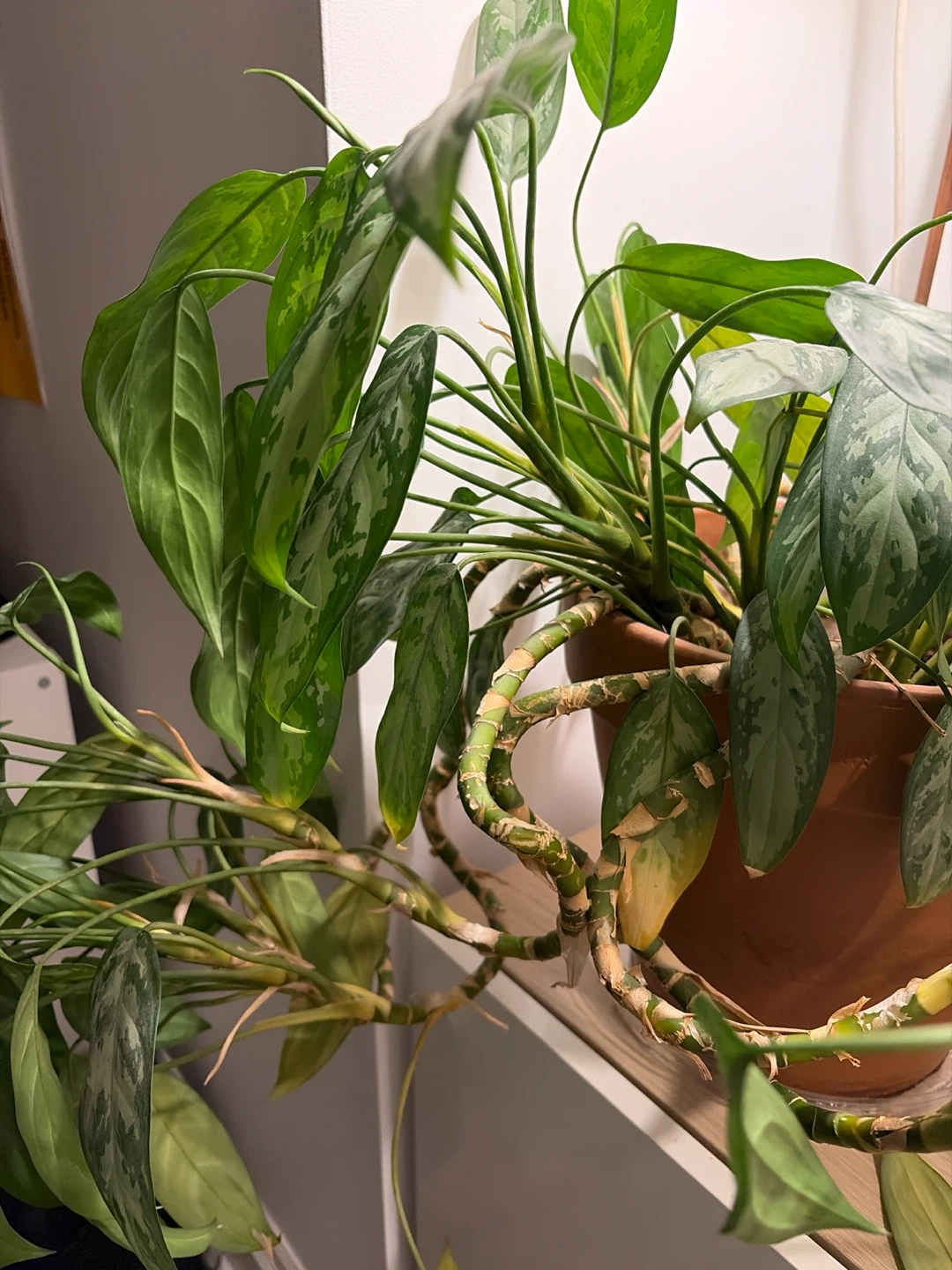 Chinese Evergreen (Aglaonema) Plant - photo 2