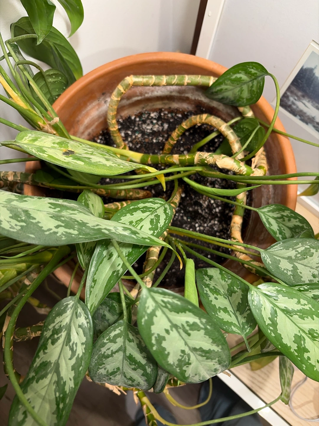 Chinese Evergreen (Aglaonema) Plant - photo 3