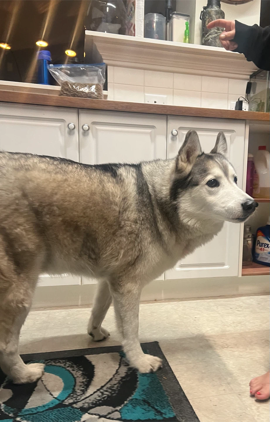 Found a beautiful  husky in McKenzie town