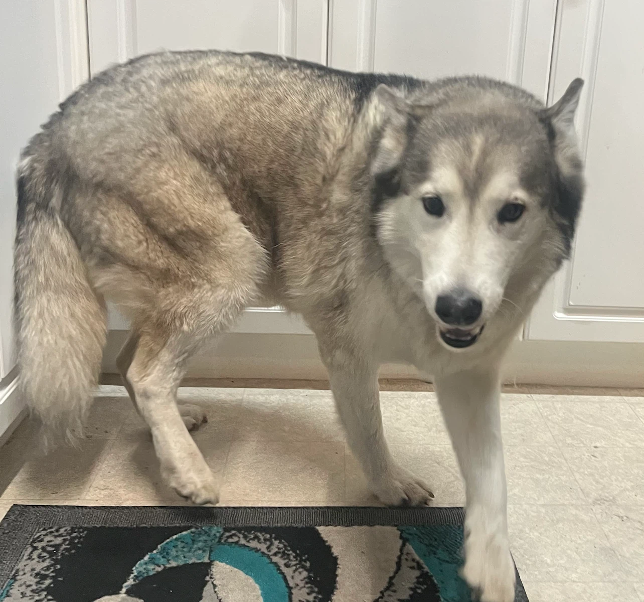 Found a beautiful  husky in McKenzie town - photo 2