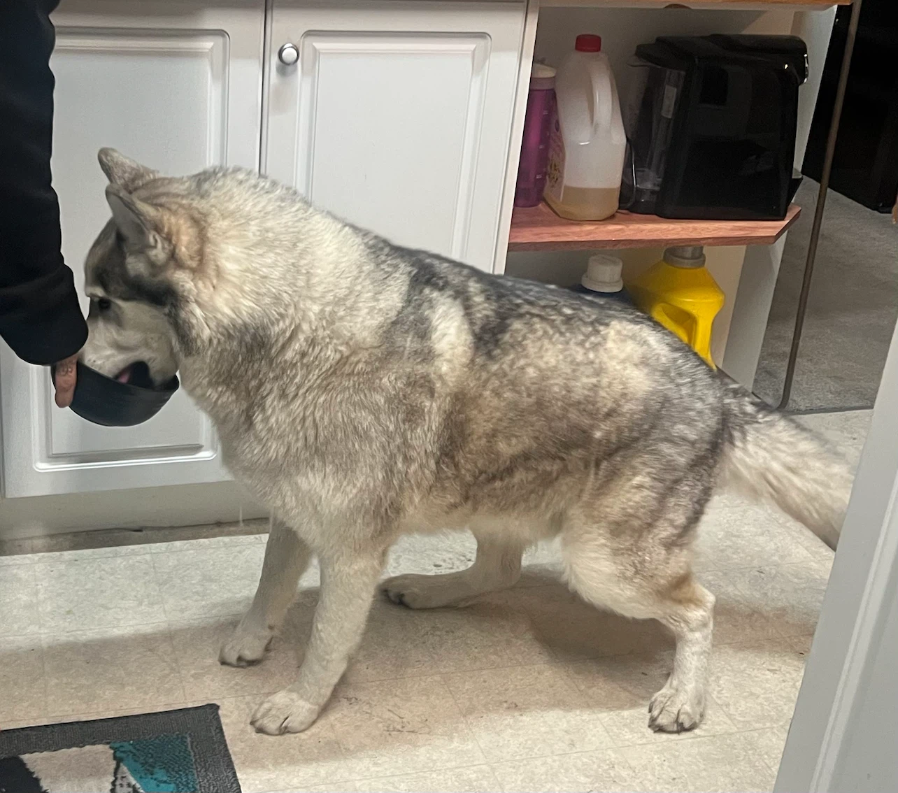 Found a beautiful  husky in McKenzie town - photo 3
